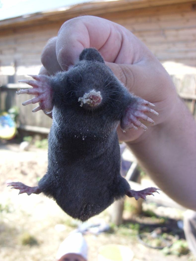 Европейский Крот