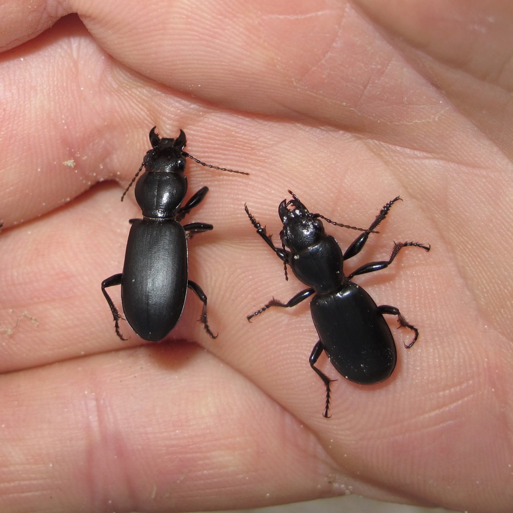 Жужелица Головастая Broscus cephalotes