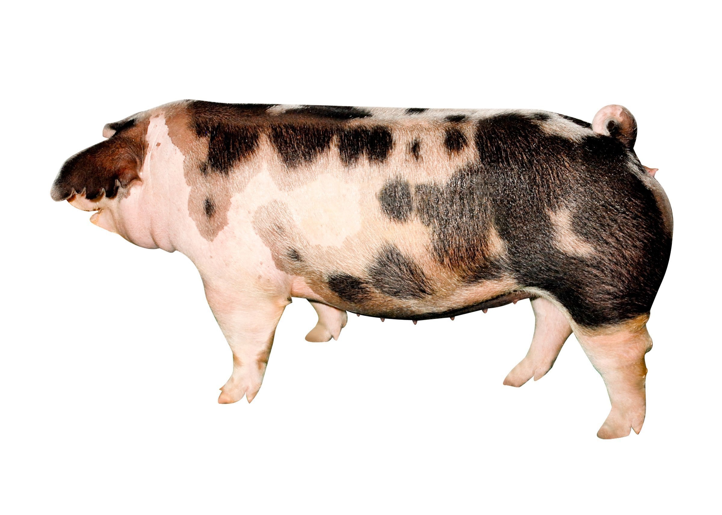 Свиньи датской. Украинская Степная Рябая порода. Украинская Степная Рябая порода свиней. Порода свиней Йоркшир. Ливенская порода свиней.