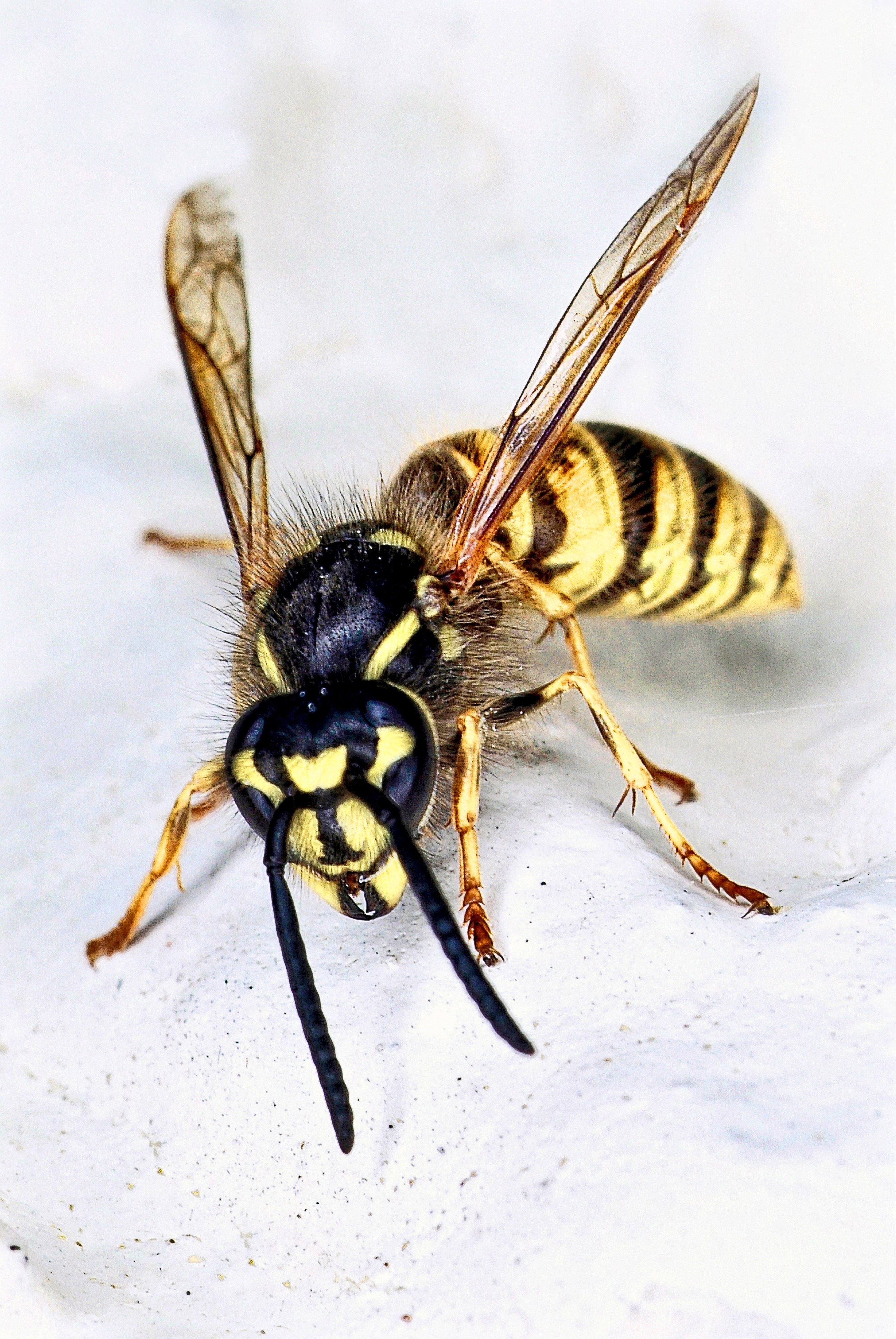 Предупреждающая окраска пчелы. Wasp Оса. Шмель пчела Оса Шершень. Wasp насекомое. Перепончатокрылые Шершень.