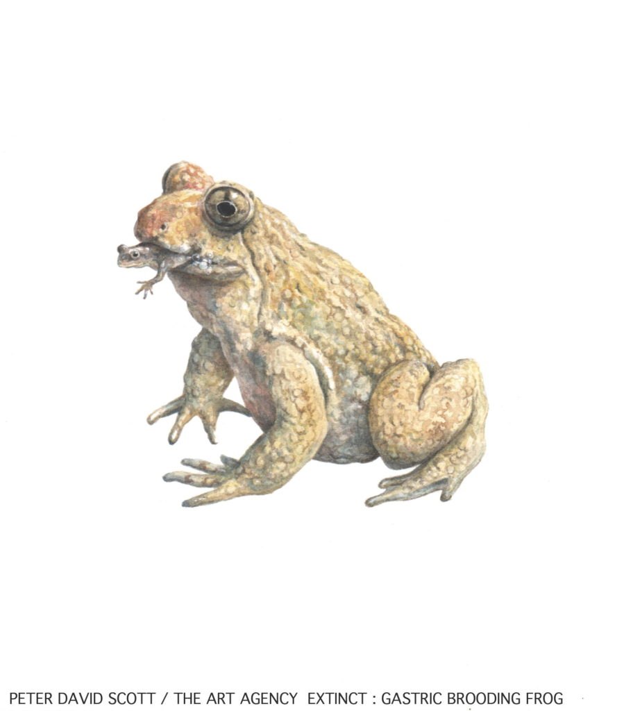 Лягушка Реобатрахус они опасные?