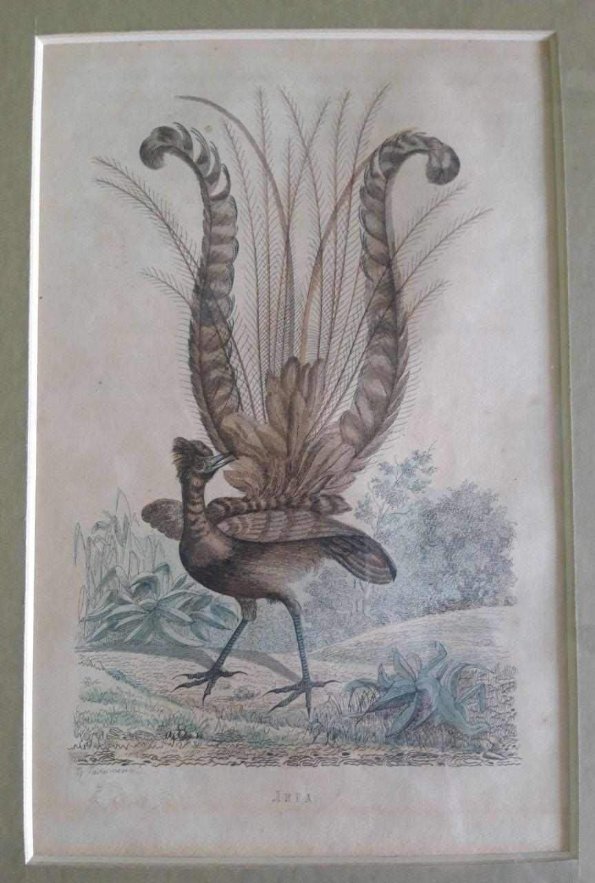 Птица Лира рисунок