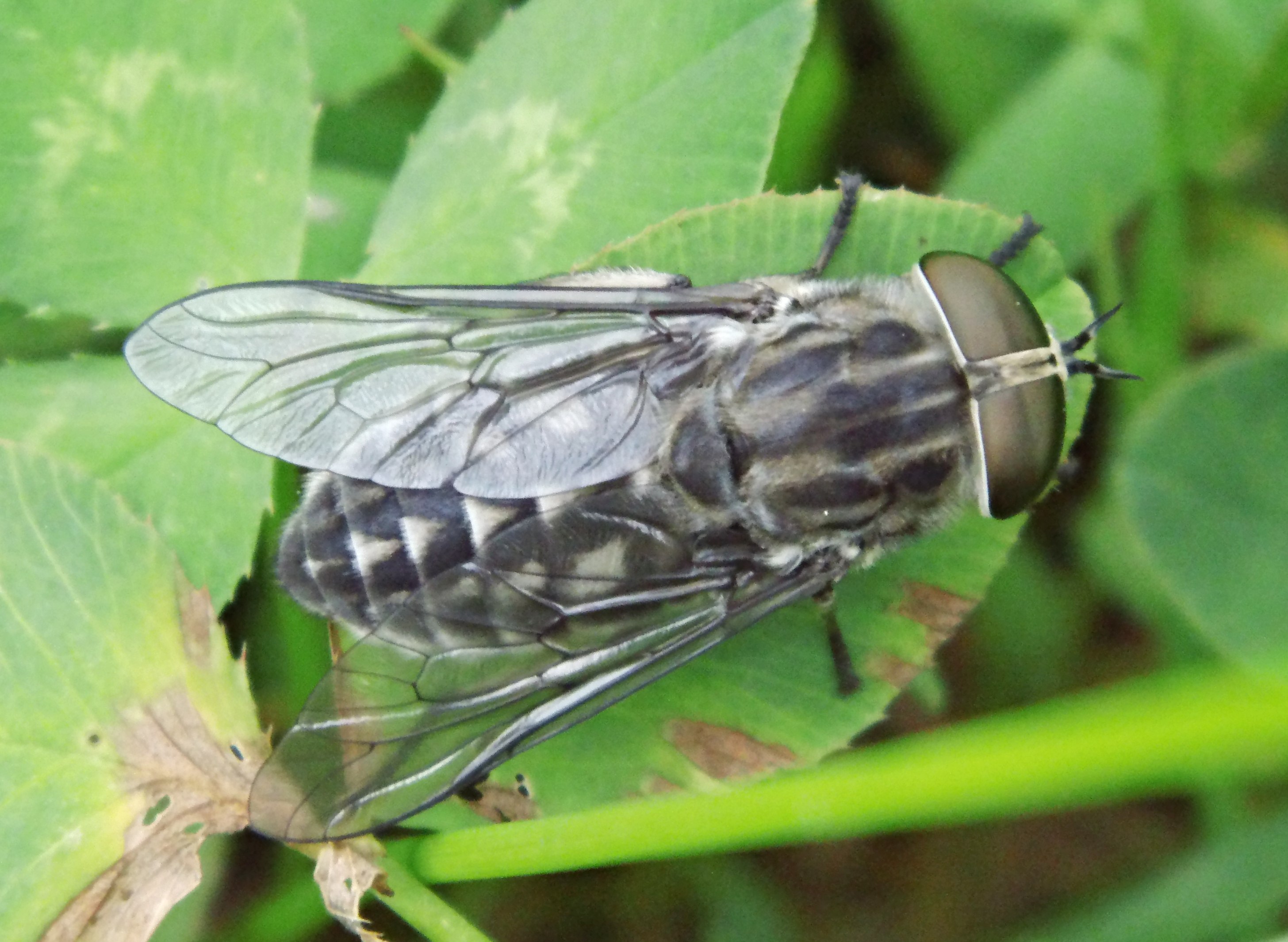 Слепень это. Слепень Tabanus chrysurus. Сибирский слепень. Слепень полевой. Овод насекомое.