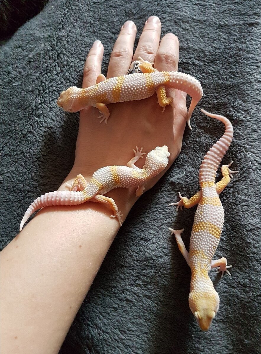 Геккон уликовского