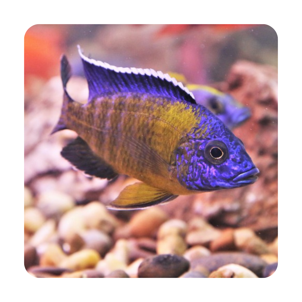 Аулонокара Аурика