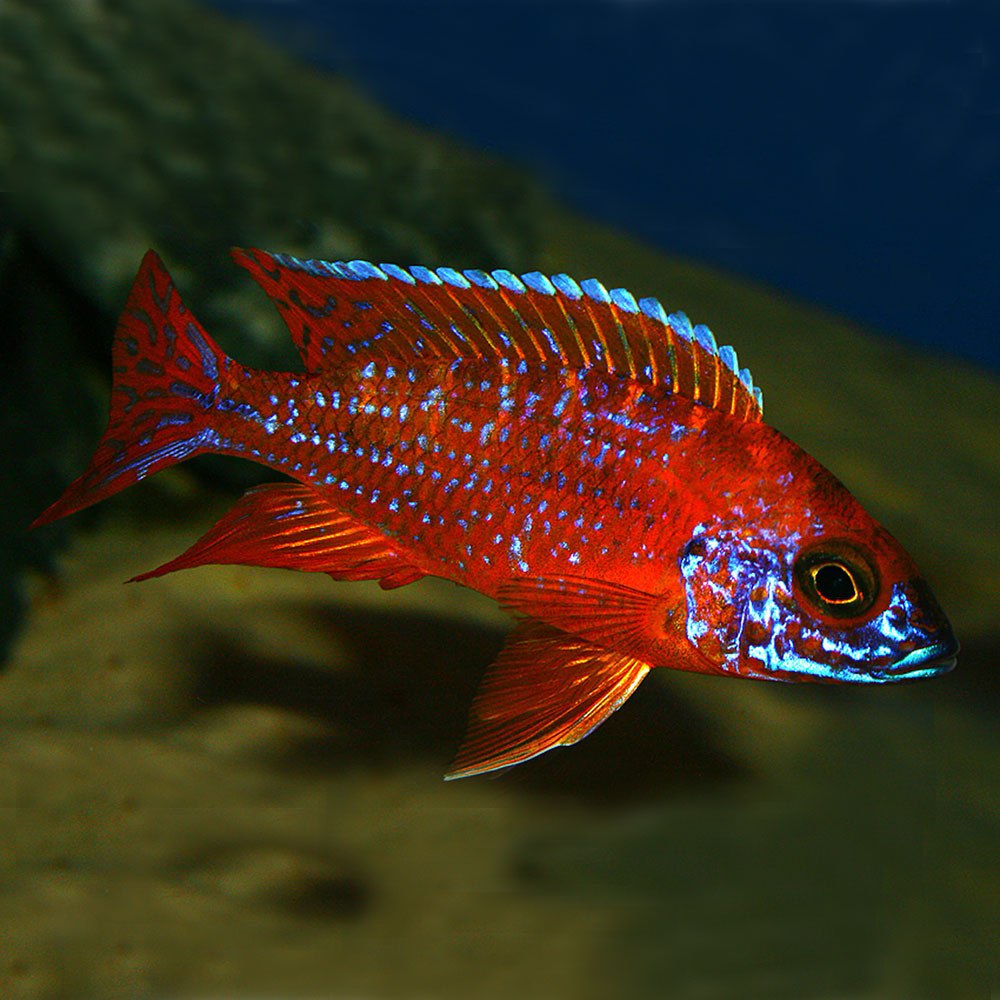 Аулонокара Ньяса Рубин