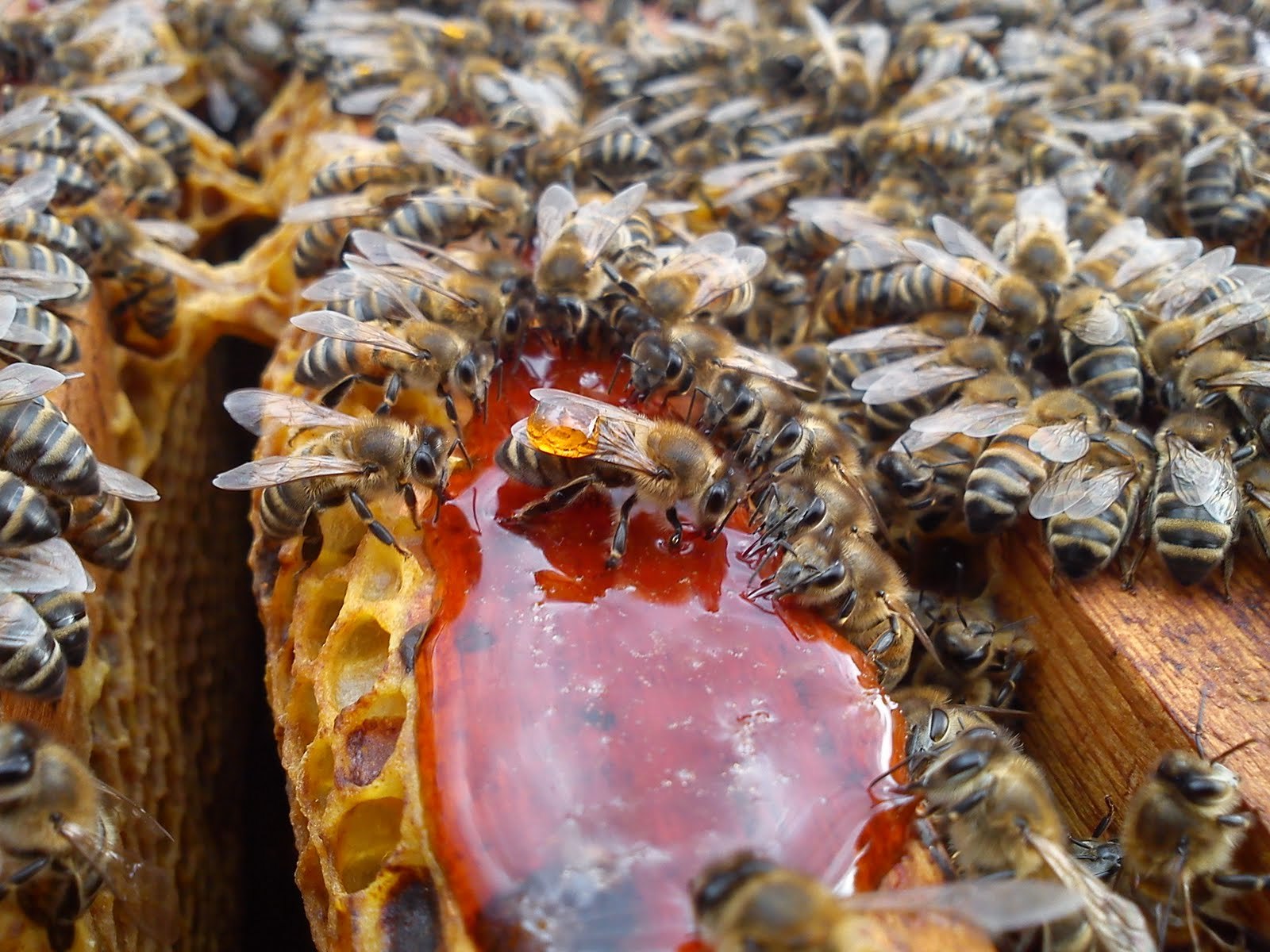 Хвойным пчел. Пчела ест мед. Мясные пчелы. Пчелы которые едят мясо. Мед пчел стервятников.