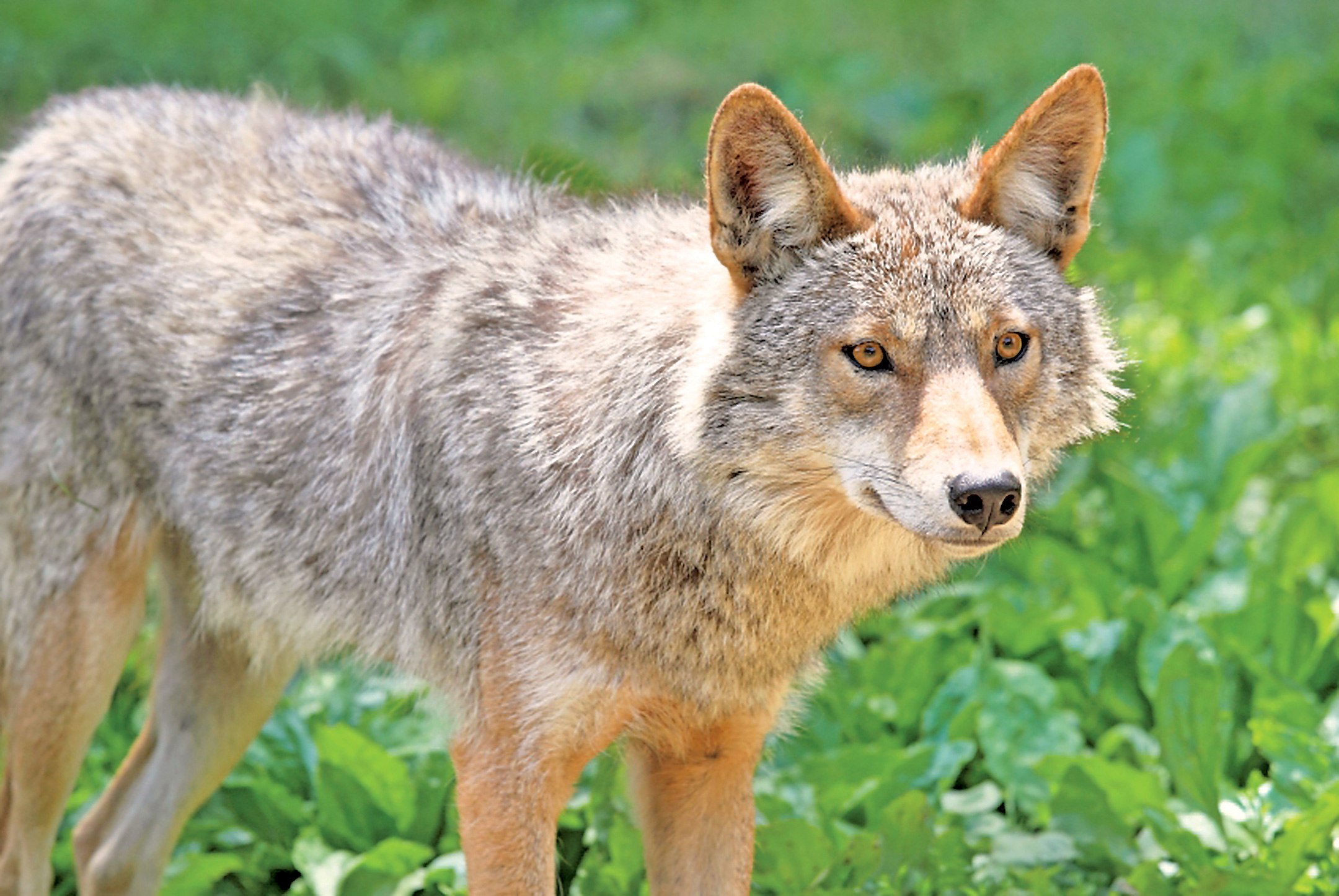 Койот фото. Койот Северной Америки. Канадский койот. Животные Северной Америки койот. Койволк – гибрид койота и волка.