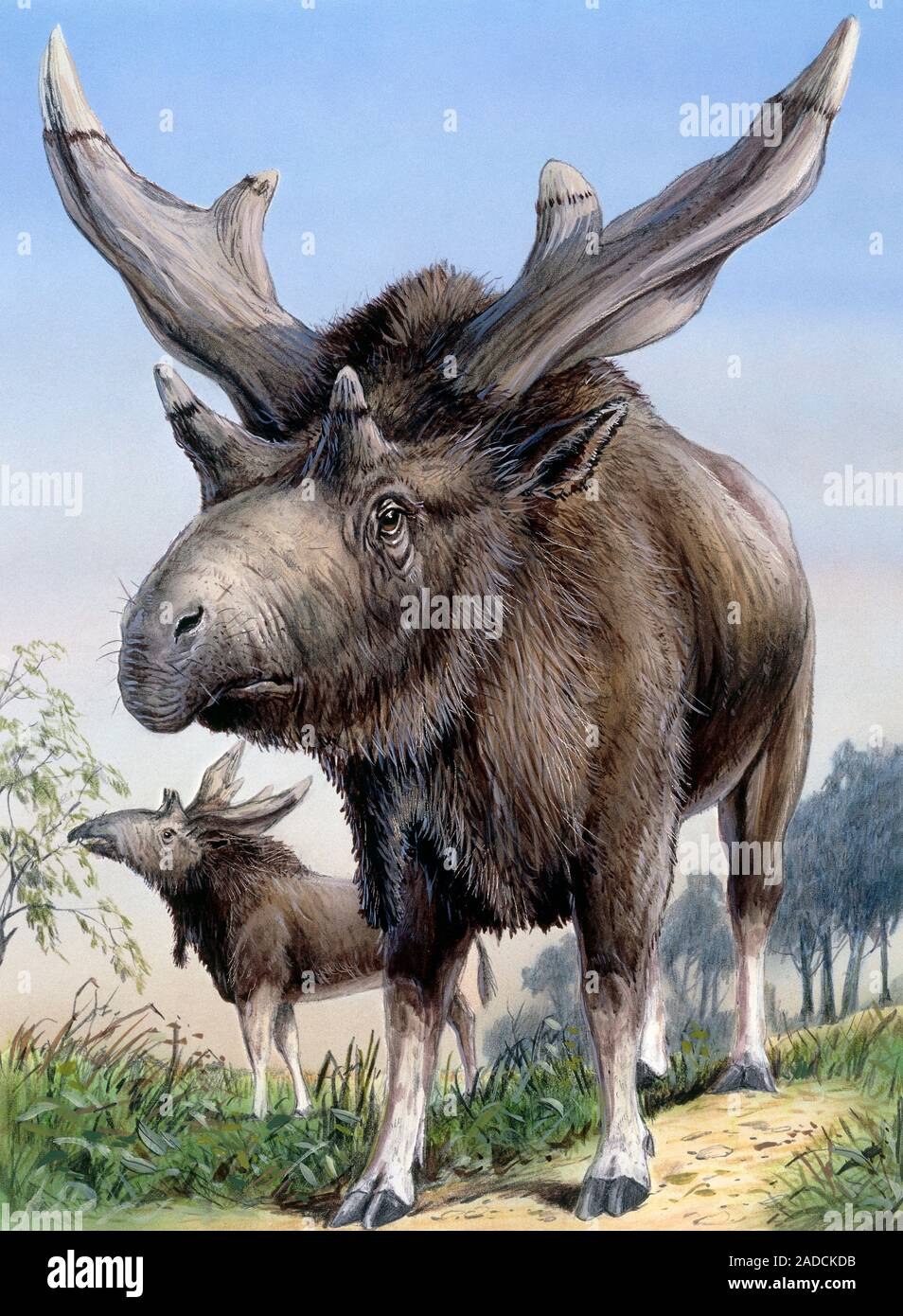 Sivatherium Mauricium