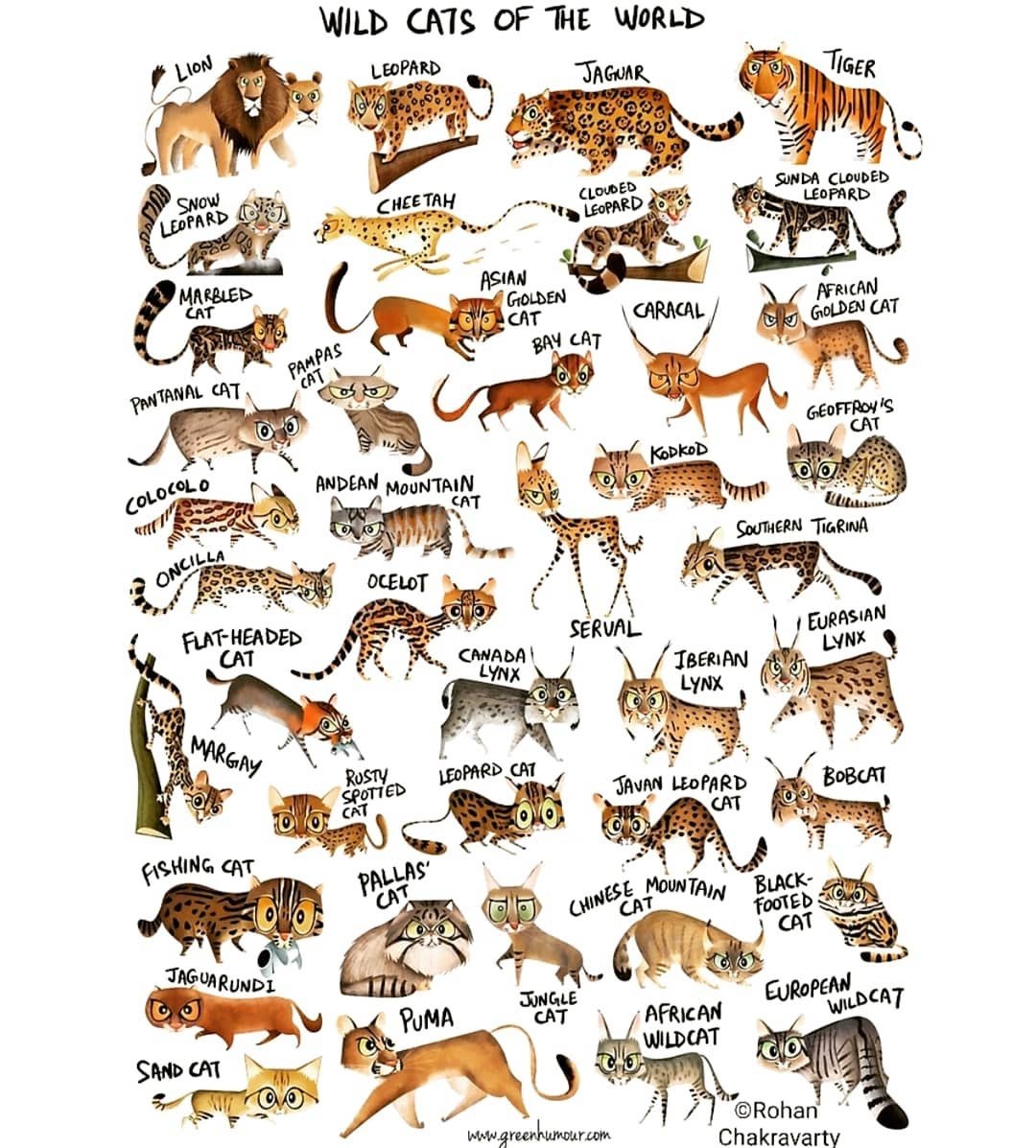 Дикие кошки список. Семейство кошачьих таблица. Кошачье семейство. Кошачьи названия. Дикие звери семейства кошачьих.