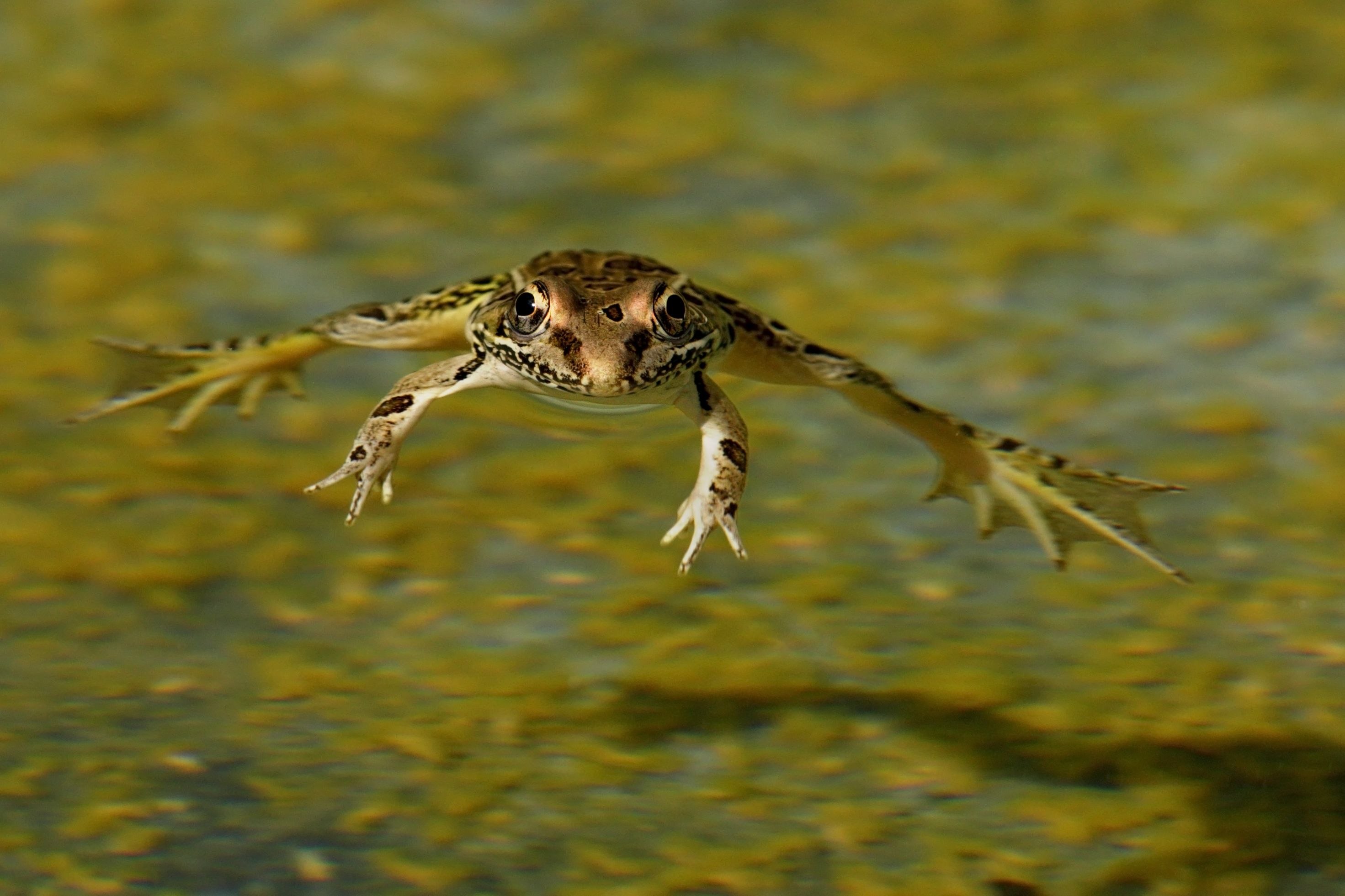 Добыча лягушек. Яванская веслоногая лягушка. Перепонки у лягушки. Летающая амфибия. Яванская летающая лягушка.
