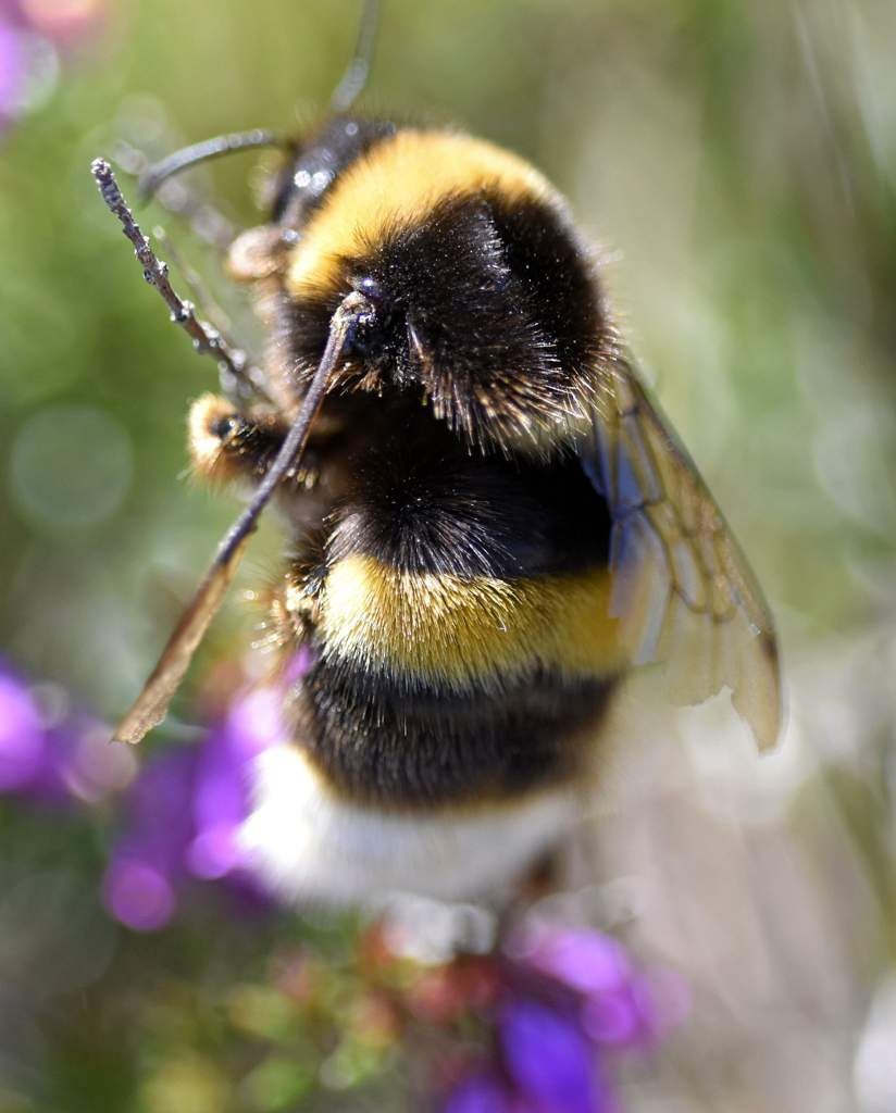 Bombus lucorum
