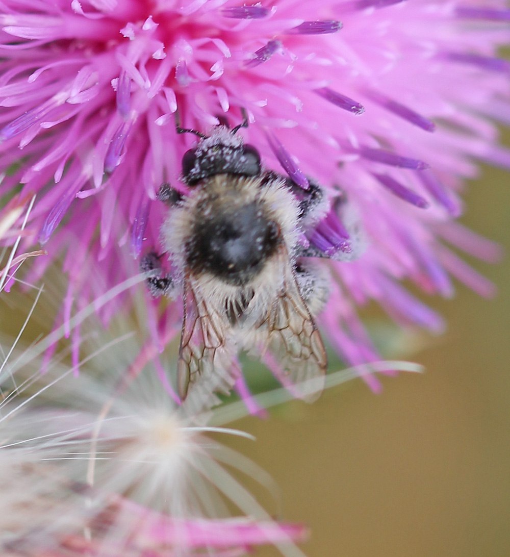 Шмель конский Bombus veteranus