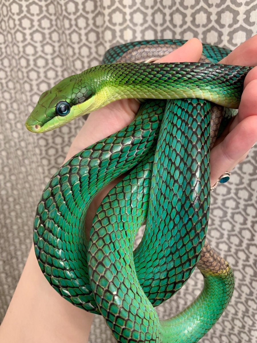 Смарагдовый полоз зеленый