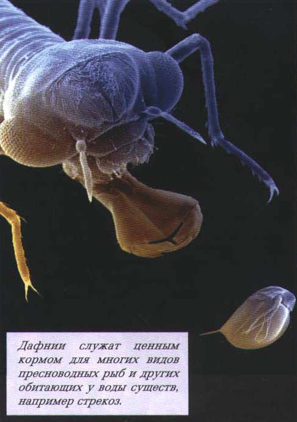 Дафнии