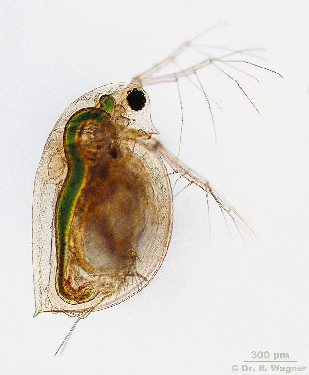 Daphnia pulex