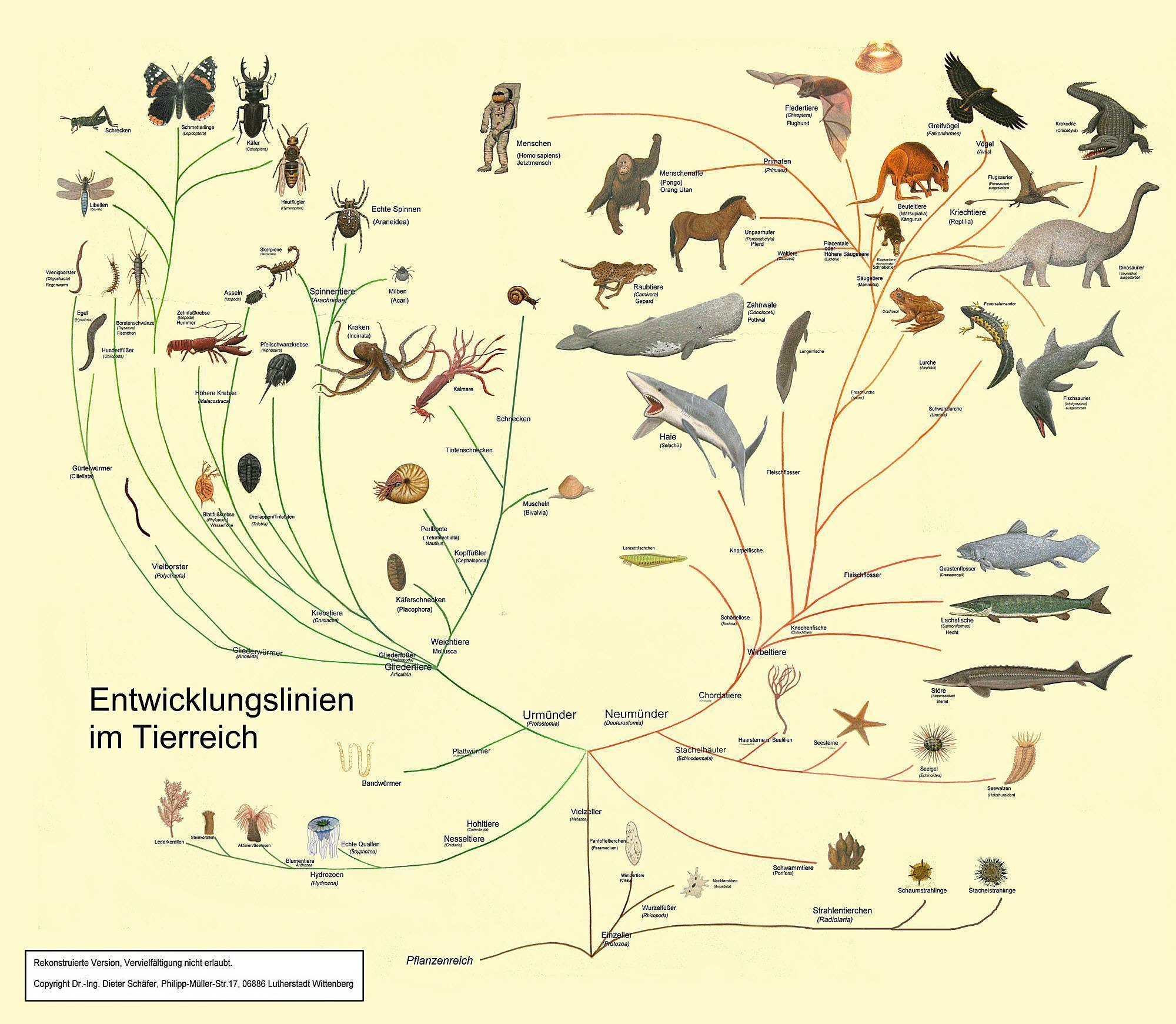 Схема эволюционного древа. Эволюционное Древо Дарвина. Филогенетическое дерево эволюции животных.