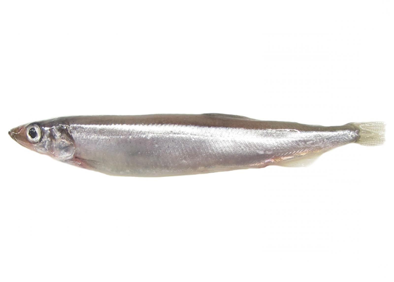 Рыба мойва. Мойва рыба. Мойва уек. Capelin m80. Мойва это морская рыба.