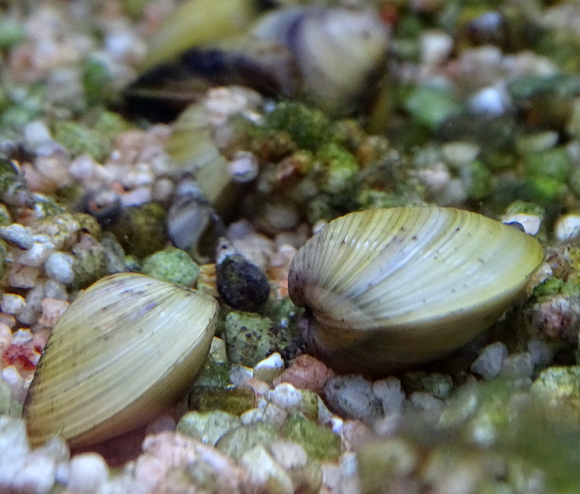 Моллюски в озере. Мидия - Корбикула яванская. Улитка Корбикула яванская. Корбикула моллюск. Моллюск, Шаровка яванская.