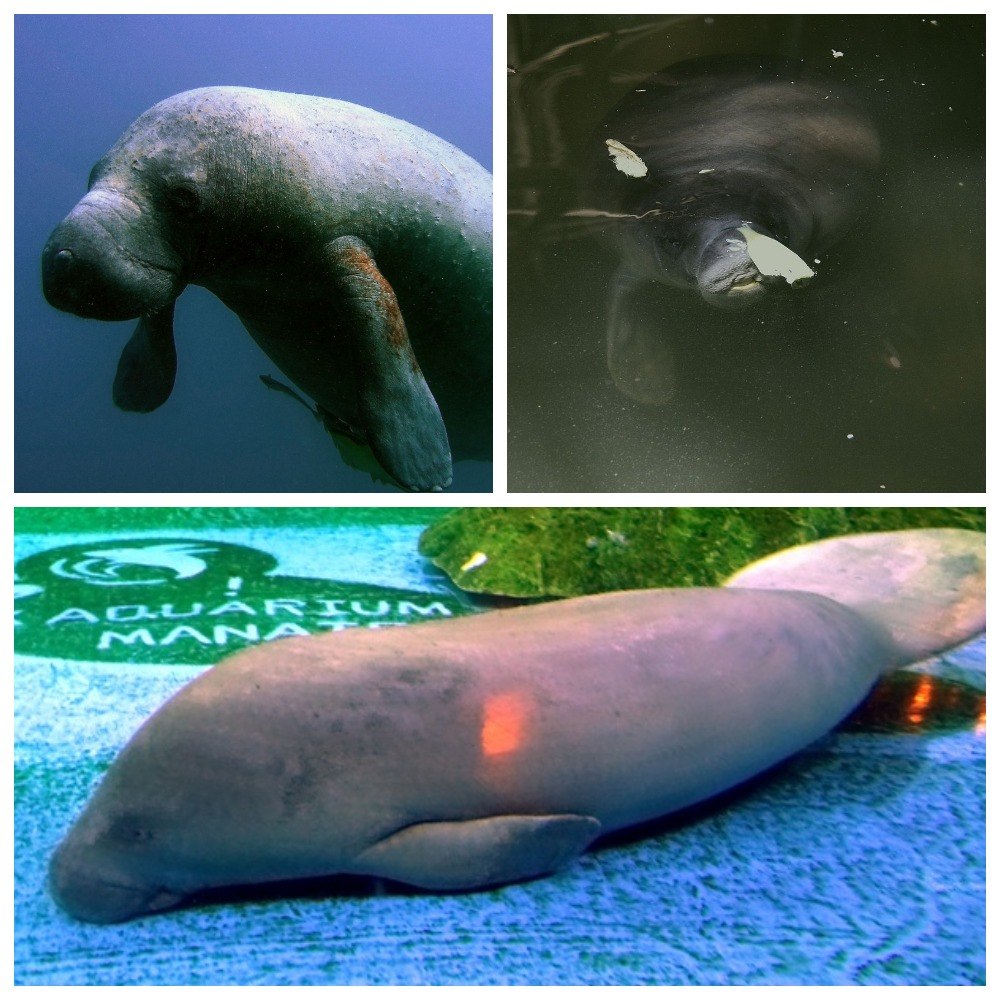 Африканский Ламантин (Trichechus senegalensis)
