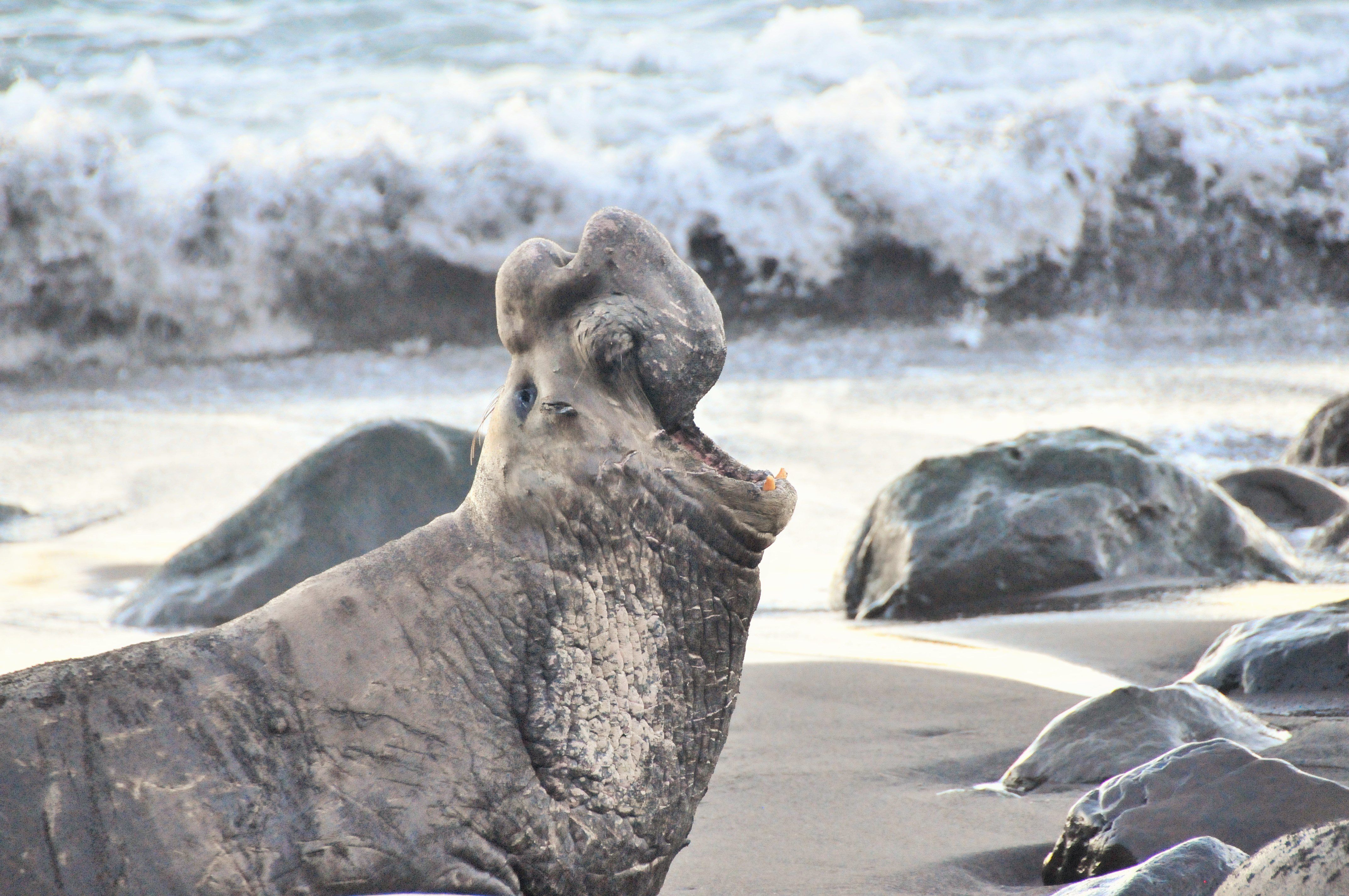Elephant seal. Южный морской слон. Северный морской слон Ждун. Южный морской слон в Антарктиде. Южный морской слон Mirounga Leonina.