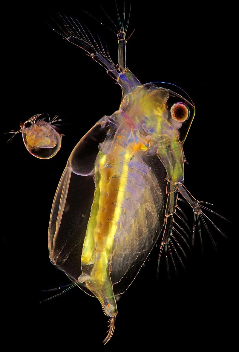 Bosmina crassicornis