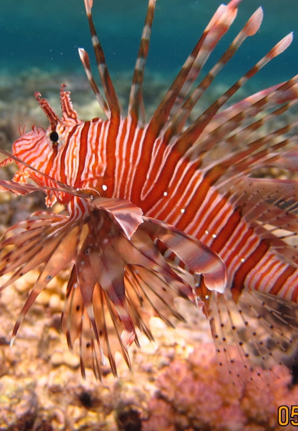 Рыба крылатка Зебра