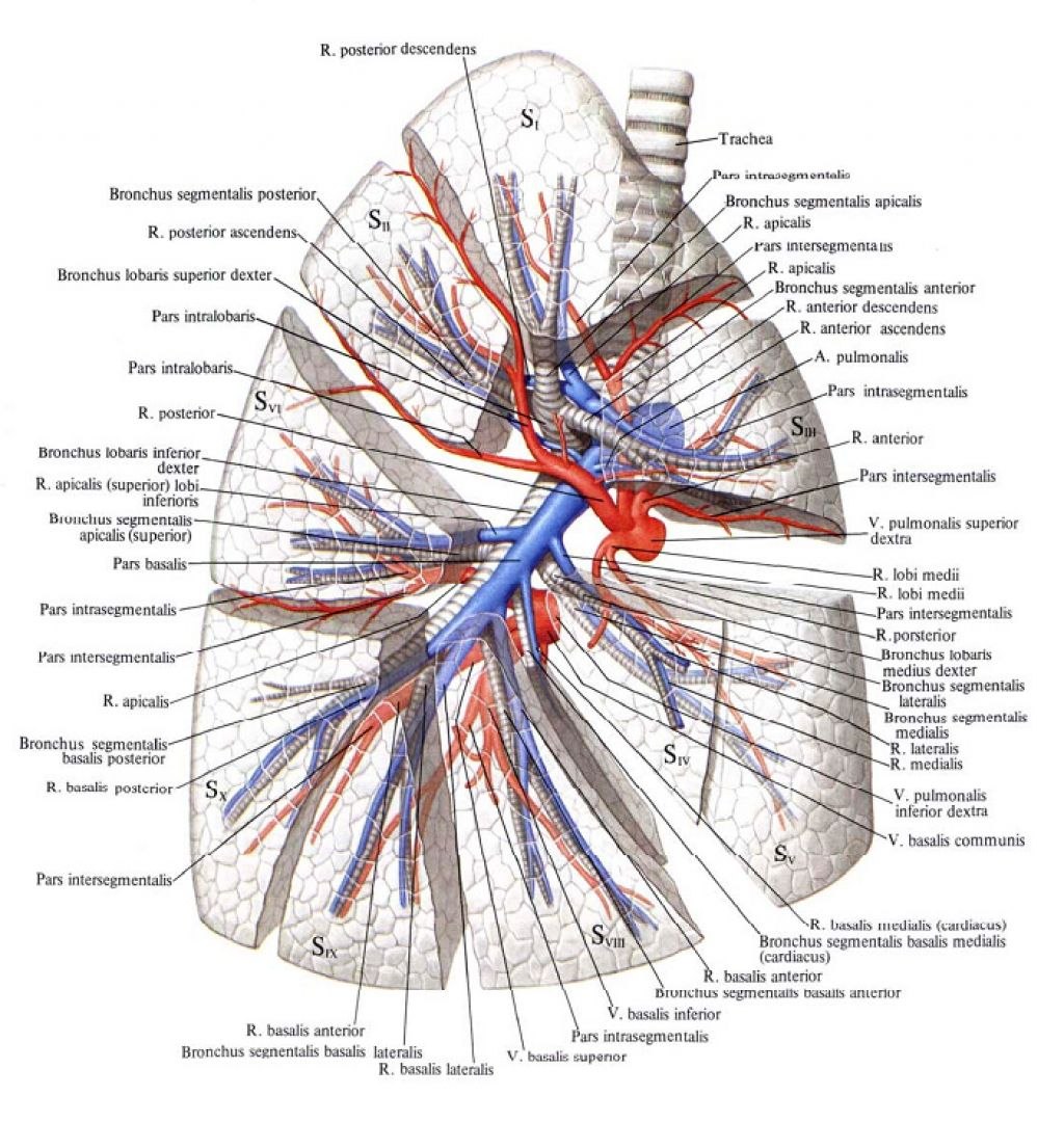 Легкие артерии и вены