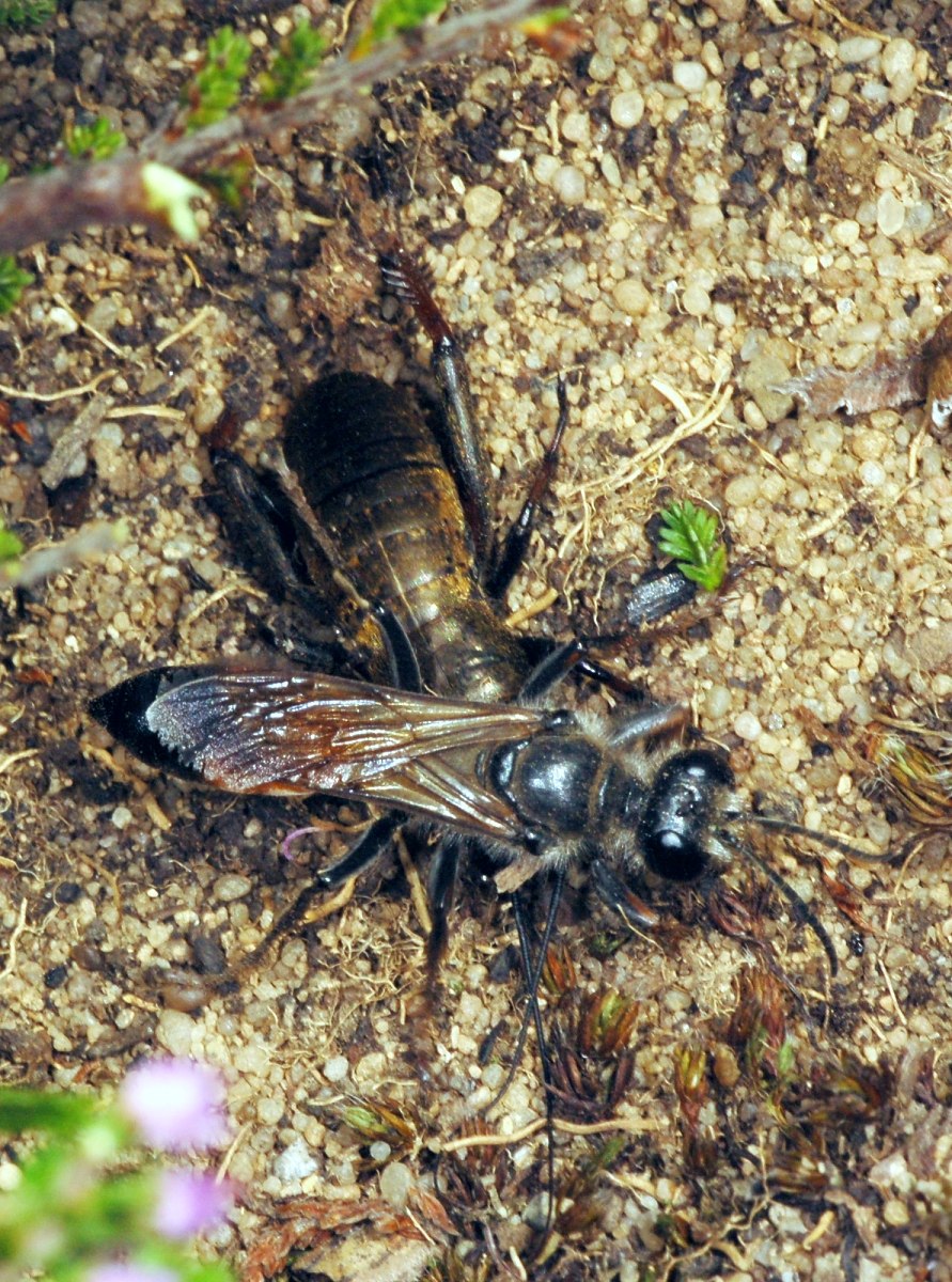 Сфекс желтоватый