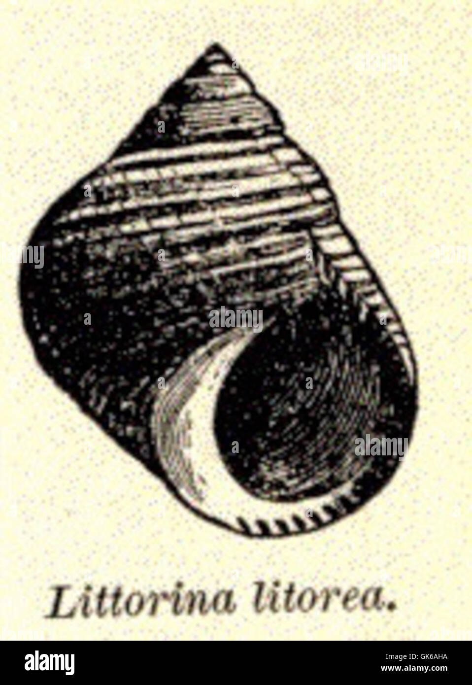 Рисунок литорина