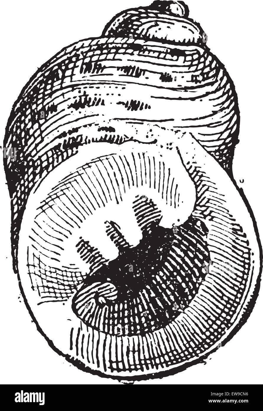 Рисунок литорина