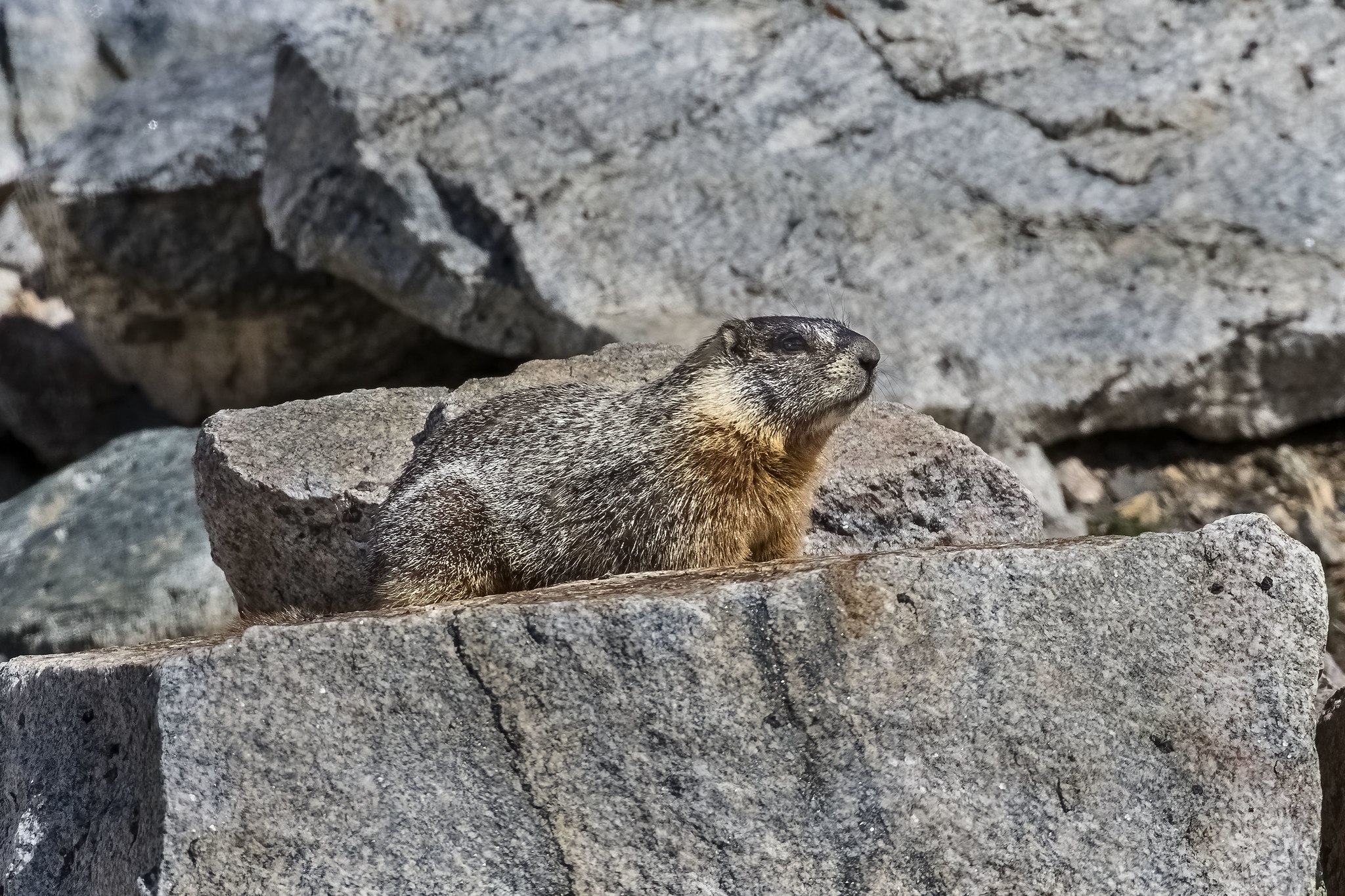 Желтобрюхий сурок (Marmota flaviventris). Черношапочный сурок. Черношапочный сурок фото. Желтобрюхие сурки фото.