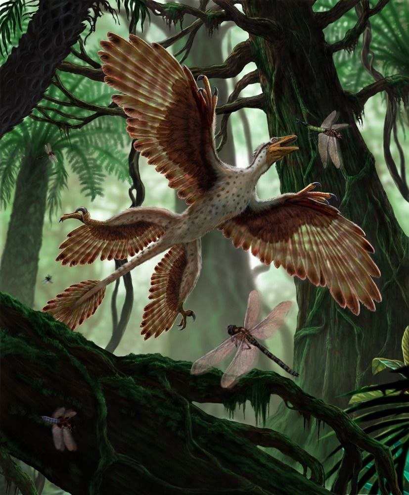 Microraptor zhaoianus
