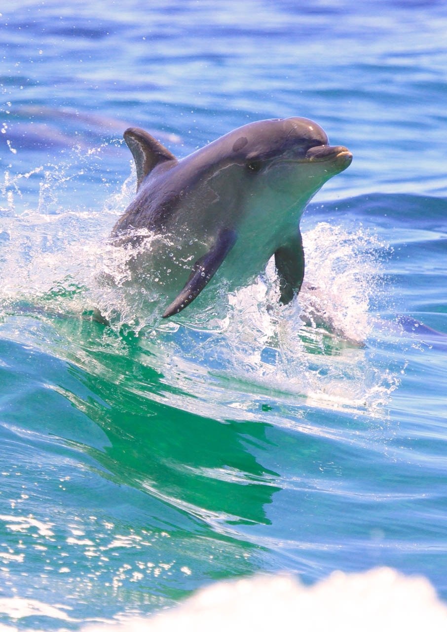 Черноморская Афалина