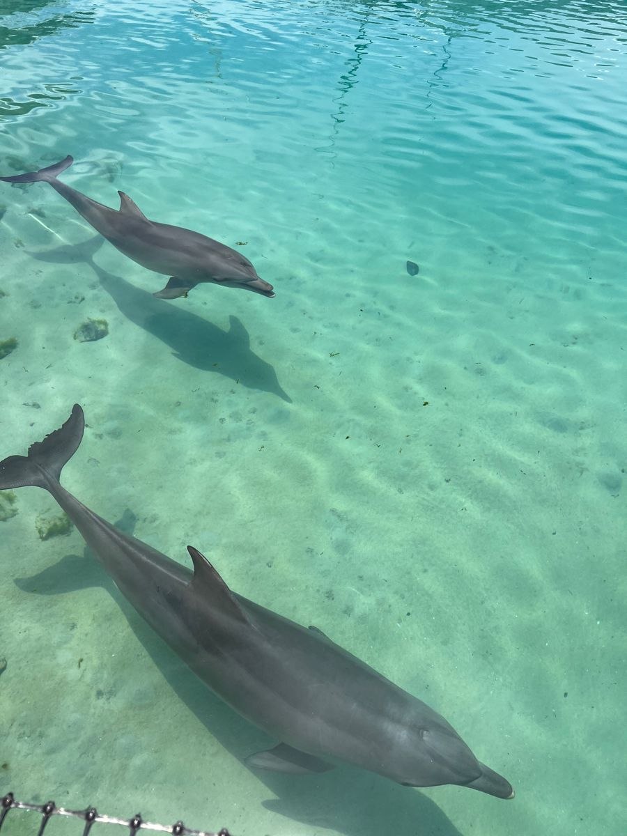 Моржевидные дельфины