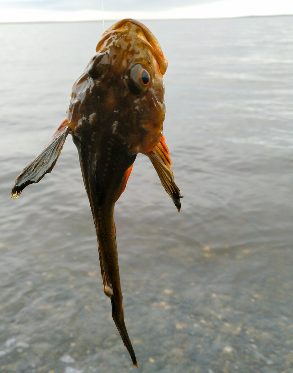Бычок ГОЛОВАЧ черное море