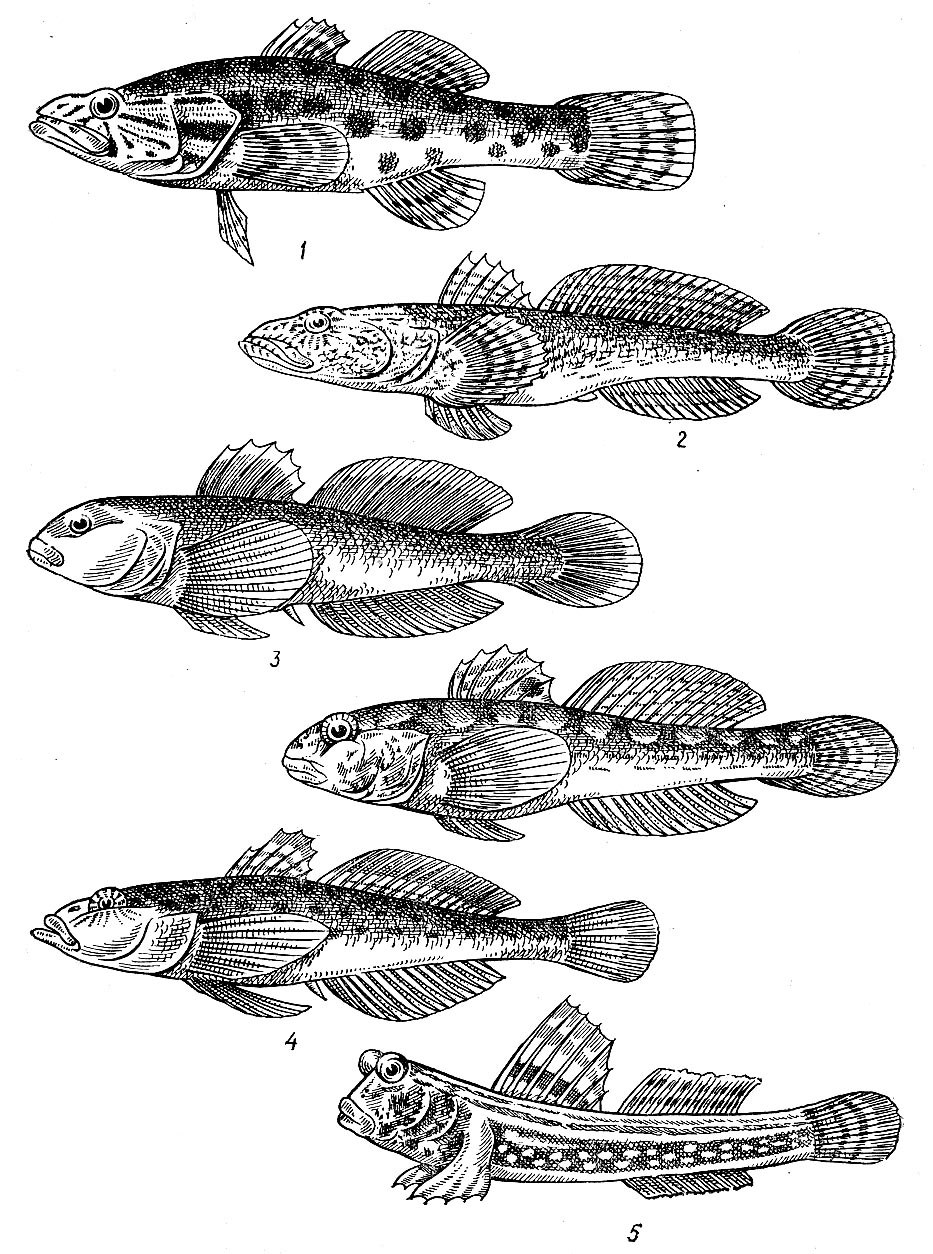 Бычок-кругляк (Neogobius melanostomus)