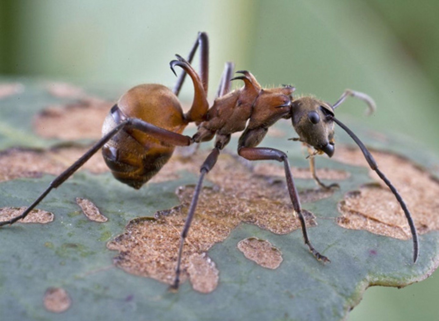 Polyrhachis bihamata. Polyrhachis cyaniventris. Азиатские муравьи Polyrhachis bihamata. Обыкновенный тонкоголовый муравей.