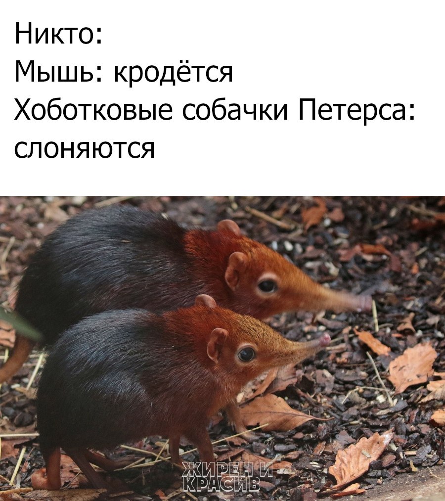 Проект хоботковая собачка