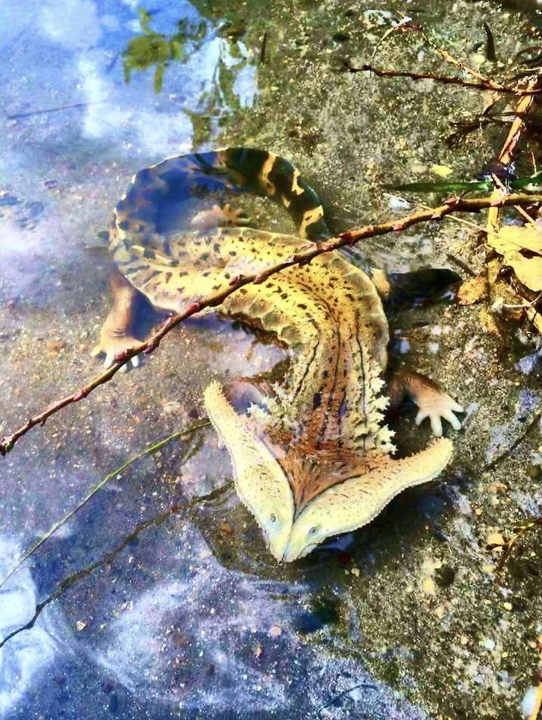 Саламандра Диплокаулус