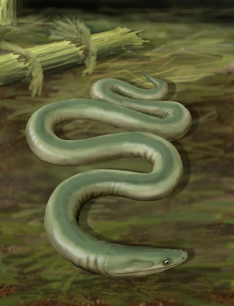 Тонкопозвонковые земноводные