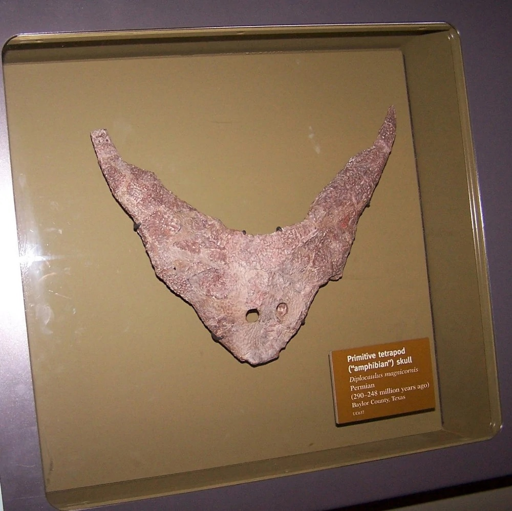 Диплокаулус кости