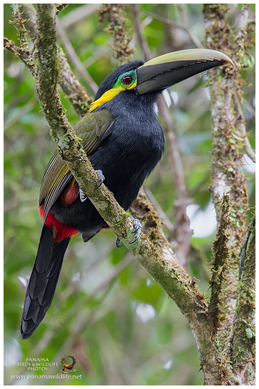 Selenidera spectabilis