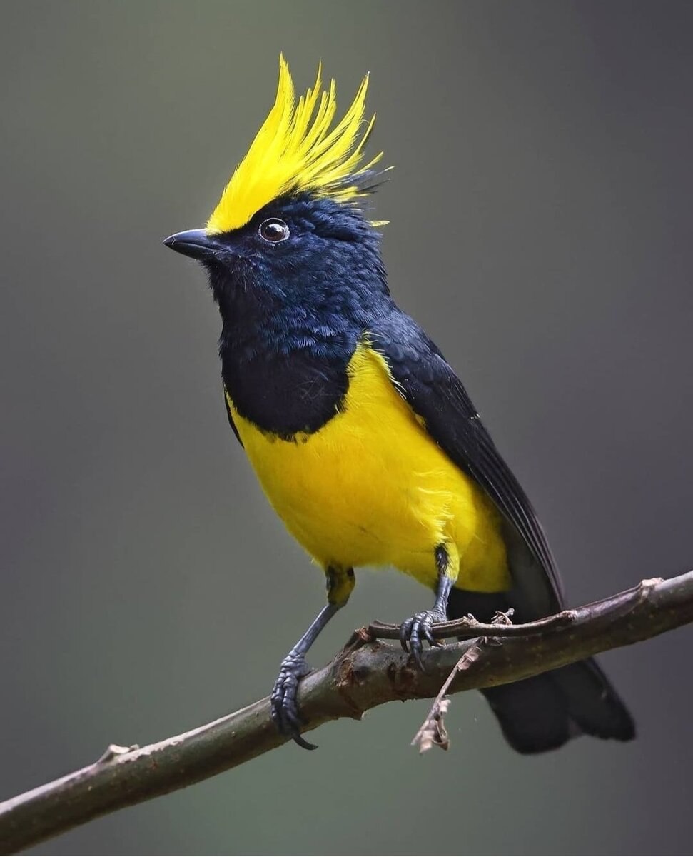 Птицы Вавилона фото