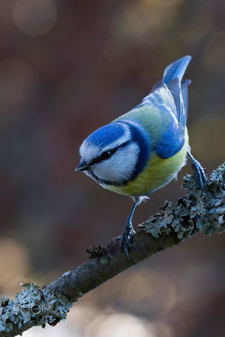 Обыкновенная лазоревка gnezdovanie