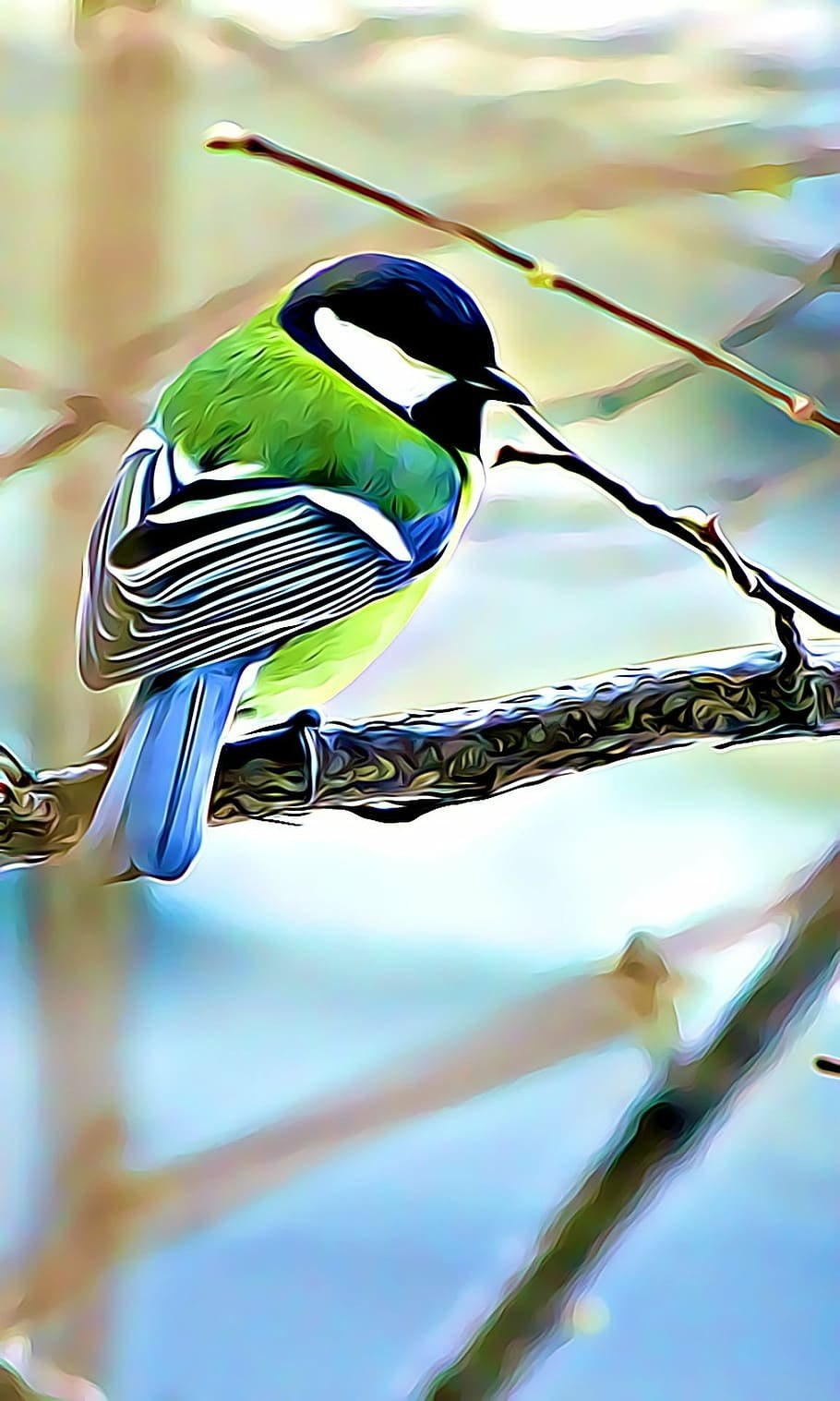 Зеленая лазоревка синица