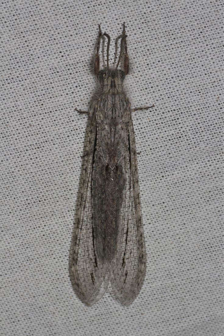 Giant Myrmeleontidae