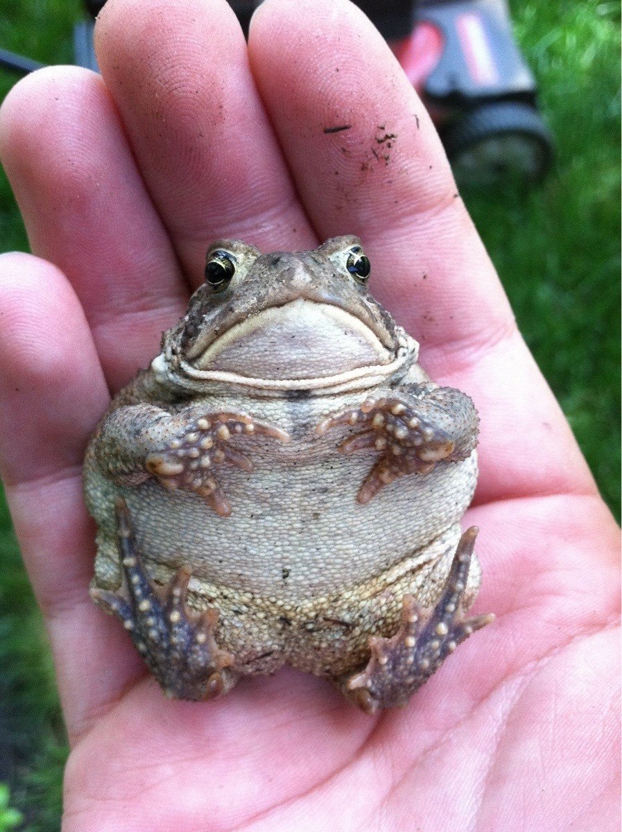 Лягушка-водонос (Pyxicephalus adspersus)