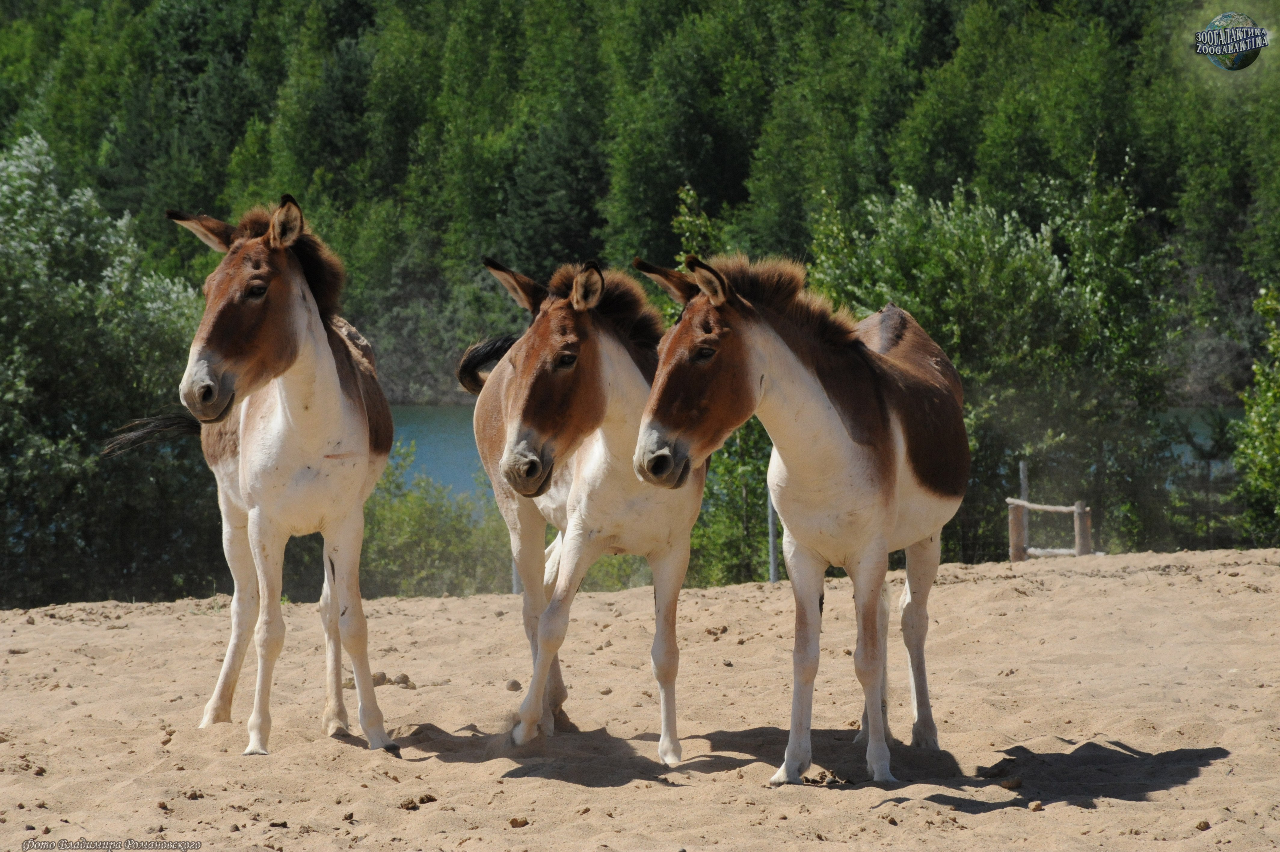 Семейство лошадиных. Equus Kiang. Кианг животное. Туркменский Кулан. Монгольский Кулан.