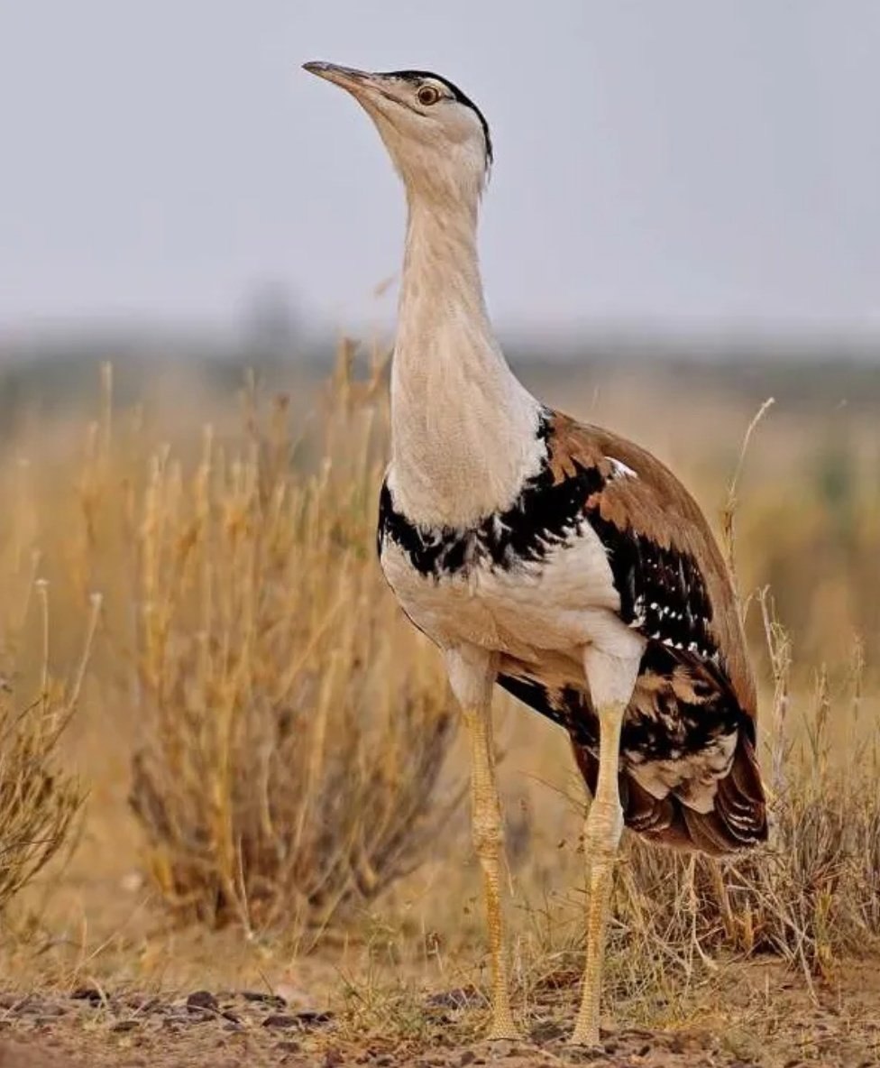 Дрофа птица